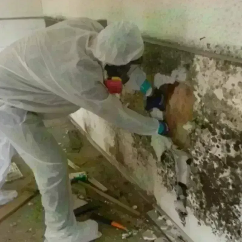 Mold Remediation and Removal in Viroqua, WI